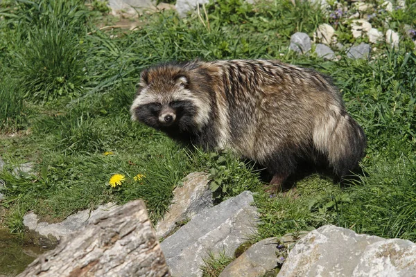 Mapache Animal Fauna Mamífero Familia Procyonid — Foto de Stock