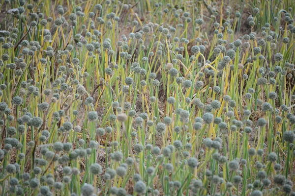 Sementes Cebola Flora Vegetal Selvagem — Fotografia de Stock