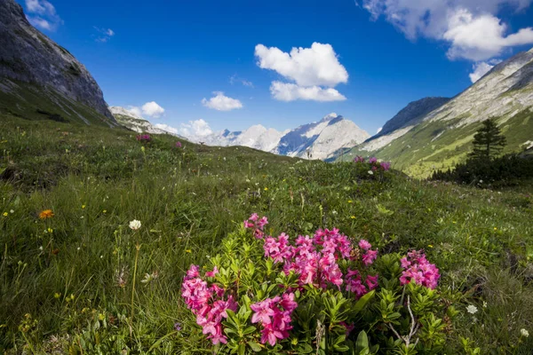 Rosas Alpinas Las Montañas Karwendel —  Fotos de Stock