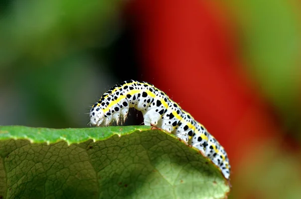 小飞蛾的毛虫 — 图库照片