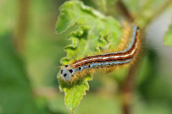 Gusano Oruga Insecto Naturaleza —  Fotos de Stock