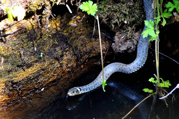 Snake Reptile Animal World — Stock Photo, Image
