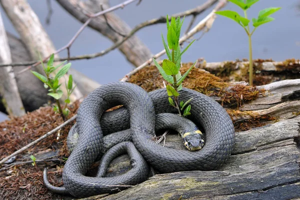 Serpent Dans Nature — Photo