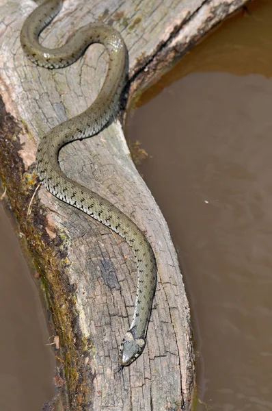 草蛇動物界 — ストック写真
