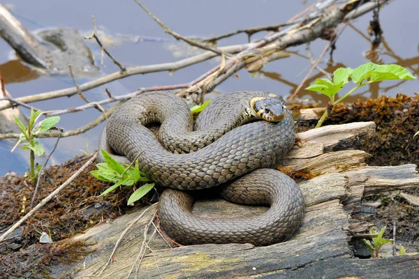 Tráva Had Svět Zvířat — Stock fotografie