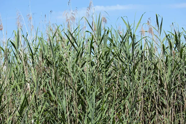 Plantas Acuáticas Agua Clara Los Carteros — Foto de Stock