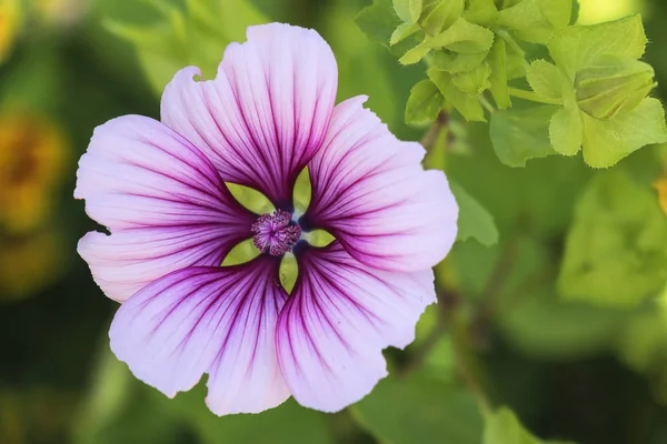 Bel Colpo Botanico Carta Parati Naturale — Foto Stock