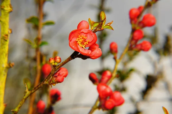 Japonec Ornamentální Quince Větev Květy — Stock fotografie