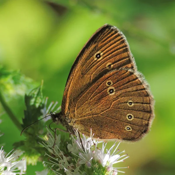 Gros Plan Bug Nature Sauvage — Photo