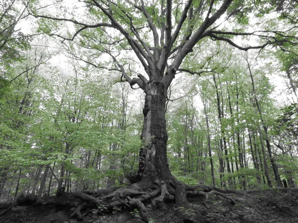 600 Anos Idade Árvore — Fotografia de Stock