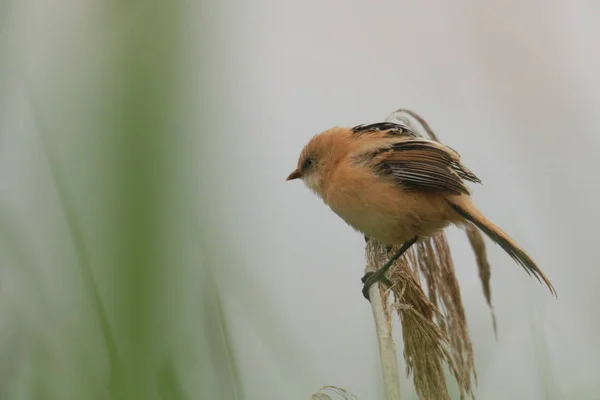 Bearded Tit Federsee — Stockfoto