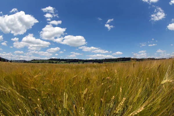 Countryside Agriculture Wheat Field — Stock Photo, Image
