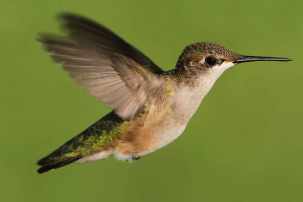 Jonge Robijn Keelkolibrie Archilochus Colubris Vlucht Met Een Groene Achtergrond — Stockfoto