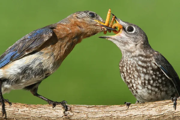 Female Eastern Bluebird Sialia Sialis Feeding Baby Log Green Background — Stock Photo, Image