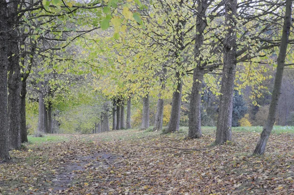 Avenue Autumn Tree Trees Wlad Path Nature Landscape Early Autumn —  Fotos de Stock
