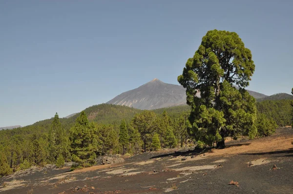 Pico Del Teide Tenerife Teide Pinos Pinos Canarios Montaña Volcán —  Fotos de Stock
