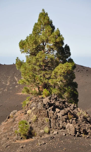 Kanarische Kiefer Teneriffa Kiefer Baum Kanarische Inseln Kanarische Inseln Lava — Stockfoto