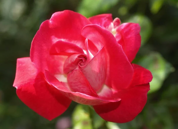 Schöne Botanische Aufnahme Natürliche Tapete — Stockfoto