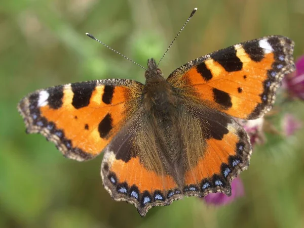 Vue Rapprochée Beau Papillon Coloré — Photo