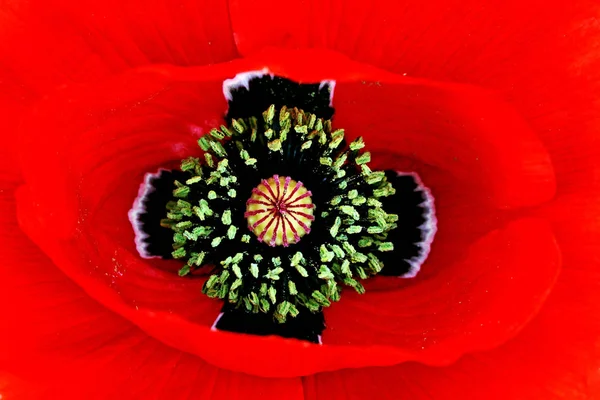 Red Poppies Natural Background — Stock Photo, Image