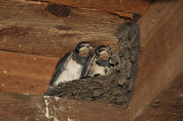 Schwalbennest Mit Küken — Stockfoto