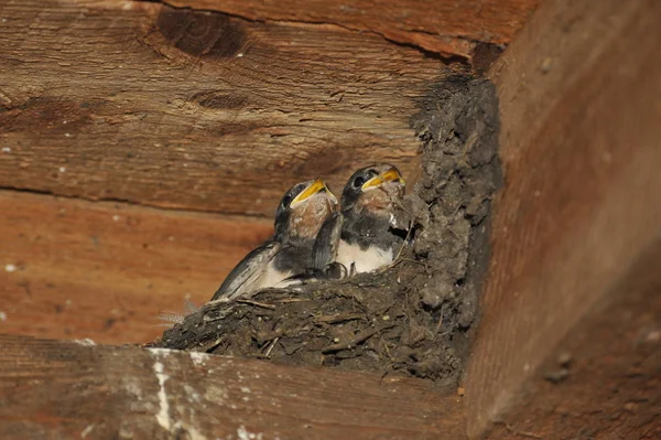 Schwalbennest Mit Küken — Stockfoto