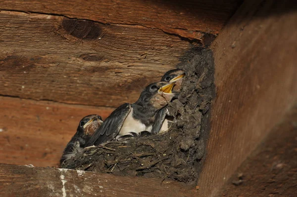 Schwalbennest Mit Küken — Stockfoto