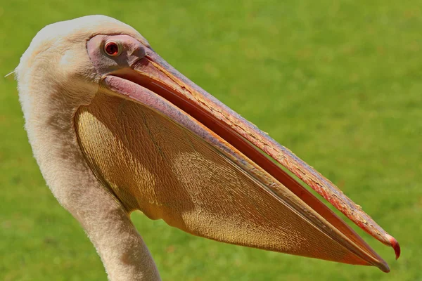 Malowniczy Widok Piękny Pelikan Przyrodzie — Zdjęcie stockowe