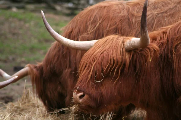 Scottish Highland Cattle Animais Selvagens — Fotografia de Stock