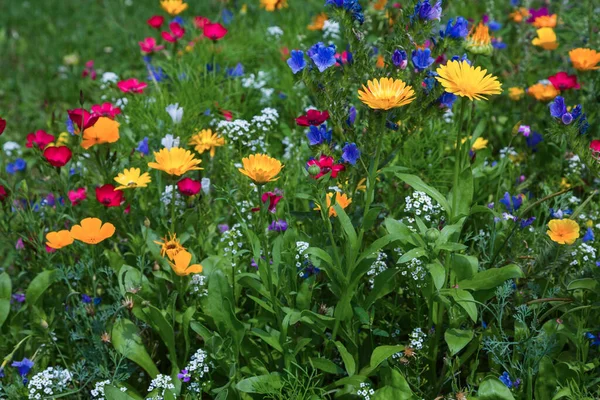 Kvetoucí Letní Móda Barevnými Květy — Stock fotografie