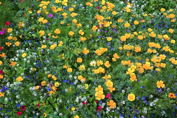 Rét Virágzó Virágokkal — Stock Fotó