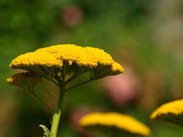 Mooie Bloemen Bloemige Concept Natuur Achtergrond — Stockfoto