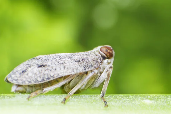 Gerçek Böcek Cade Issus Coleoptratus — Stok fotoğraf