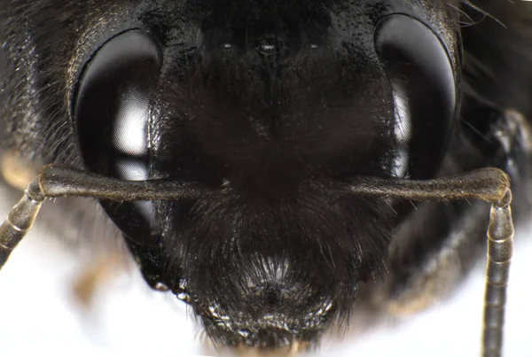 Close Uitzicht Mooie Hommel Insect — Stockfoto