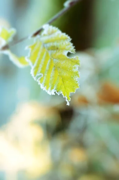 Vista Una Escena Invierno —  Fotos de Stock