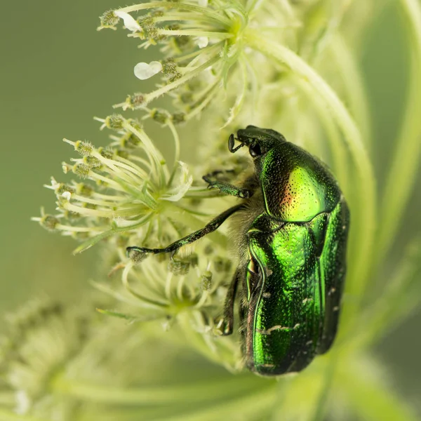 Close Van Een Insect Wilde Natuur — Stockfoto