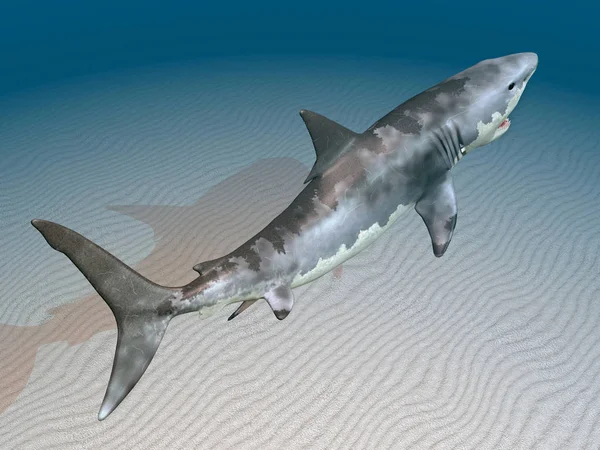 Computer Generated Illustration Great White Shark — Stock Photo, Image