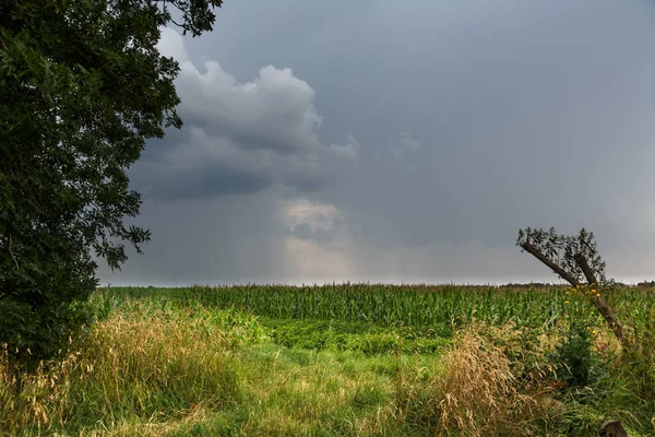 Грозовые Тучи Над Кукурузным Полем — стоковое фото