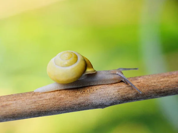 Snail Crawls Uphill Neck — Stock Photo, Image