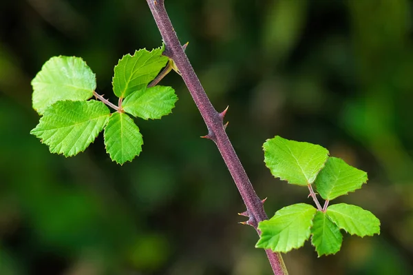 Zielone Liście Gałęzi — Zdjęcie stockowe