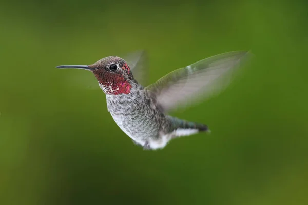 Male Annas Hummingbird Calypte Anna Flight Green Background — Stock Photo, Image