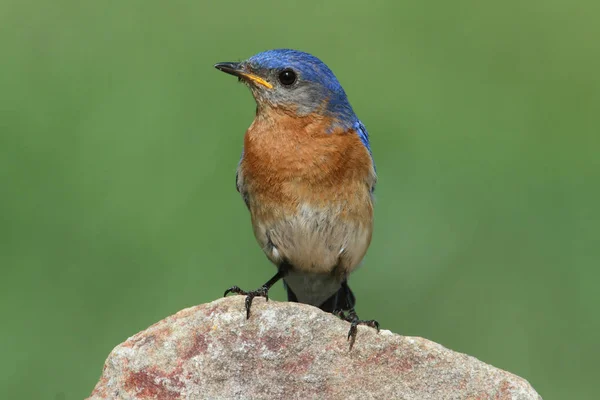 Male Eastern Bluebird Sialia Sialis Skále — Stock fotografie
