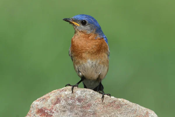 Manlig Östlig Blåfågel Sialia Sialis Klippa — Stockfoto