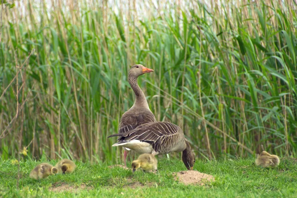 Jonge Dieren Selectieve Focus — Stockfoto