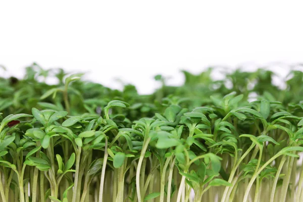 Vegetarian Food Selective Focus Stock Image