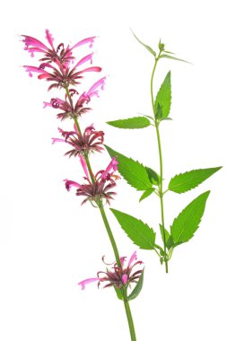 mexican riesenysop (agastache mexicana,syn. cedronella mexicana),bloomer exempted before white background clipart
