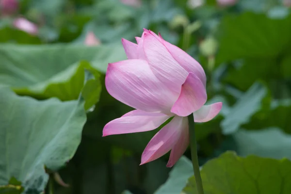 Lily Lotus Flower Pond Flora — Stock Photo, Image