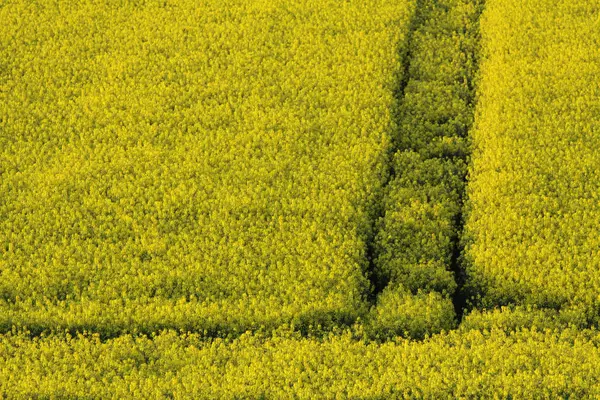 Schöne Blühende Blumen Natur Hintergrund — Stockfoto