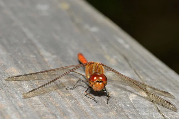 Owady Ważki Przyroda Entomologia — Zdjęcie stockowe