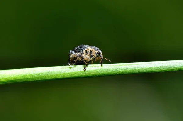 Weevil Plant Stems — Stock Photo, Image